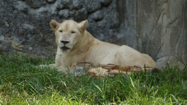 Star of The Park - White Lioness